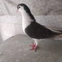 کبوتر|پرنده|تهران, پرستار|دیوار