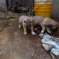 واگذاری ‌ سگ سرابی