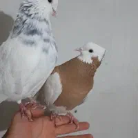 طوقی نر وماده