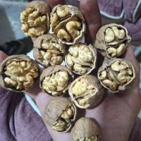 گردو درشت و روغنی