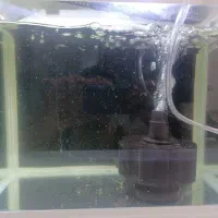 اکواریوم شرکتی و ماهی پوزه بوته ای