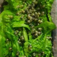 حلزون آچاتینا