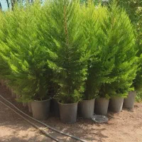 لاوسون ،سروشیراز ،پالم ،افرا|گل و گیاه طبیعی|رودسر, |دیوار