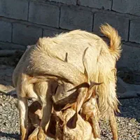 بز پاکستانی دوقلوزا با دو کهره نر ماده چراگی