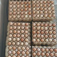 تخم مرغ محلی  ارگانیک  کت یومورتاسی|خوردنی و آشامیدنی|میانه, |دیوار