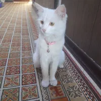 گربه بریتیش ماده