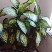 سه عدد گل