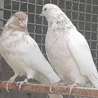 کبوترفروشی