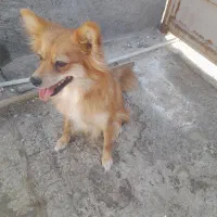 ماده پامر|سگ|سیرجان, |دیوار