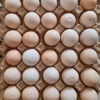 تخم مرغ نوکی رسمی|خوردنی و آشامیدنی|یزد, |دیوار
