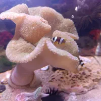 آکواریوم آب شور|ماهی|شهرکرد, |دیوار