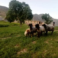 فروش گوسفند