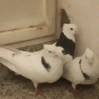 یکیش پاک دوتاش خطادار|حراج|یزد, |دیوار