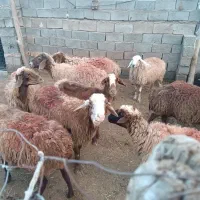 میش داشتی جفتی80