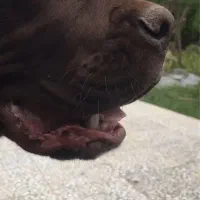 سگ کن کورسو ۸ ماهه نر|سگ|چالوس, |دیوار