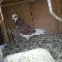 کفتر|پرنده|سیرجان, |دیوار