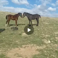 کره اسب و مادیان|اسب و تجهیزات اسبسواری|کرمانشاه, |دیوار