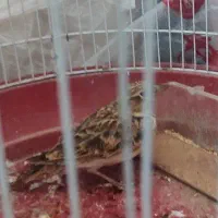 سهره خاکی|پرنده|کرمان, |دیوار