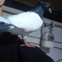 کله دمبی عطیقه