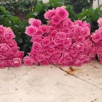 گل رز هلندی درجه یک|گل و گیاه طبیعی|قم, شهرک امام حسن|دیوار