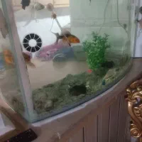 آکواریوم با کل وسایل موجود و ماهی|ماهی|سراب, |دیوار