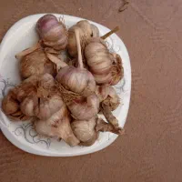 سیر کاملا ارگانیک برای شمال بدون سم و کود|خوردنی و آشامیدنی|قم, شهرک مهدیه|دیوار