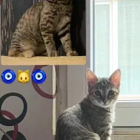 واگذاری گربه|گربه|کرمانشاه, |دیوار