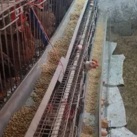 قفس مرغ|لوازم جانبی حیوانات|رشت, لاکان|دیوار