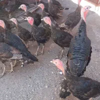 ۱۰ عددجوجه بوقلمون  برنز سینه پهن ۳ ماهه همشون نر|حیوانات مزرعه|خوی, |دیوار