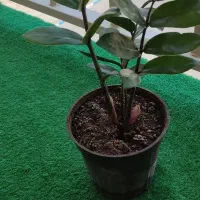 زاموفیلیا گل آپارتمانی|گل و گیاه طبیعی|شهریار, شهرک شاهد|دیوار