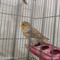 قناری کرست آلاس ،توپاز ، لیمویی ، سهره و گلبسر