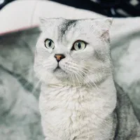 گربه اسکاتیش فولد سیلور چشم زمردی