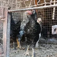 مرغ|حیوانات مزرعه|ارژن, |دیوار