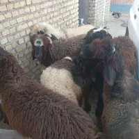 بره