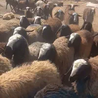 60 راس بره ماده توقلی شیشک