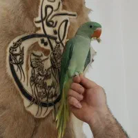 فروش ویژه جوجه شاه طوطی اسکندر.. (اصیل)