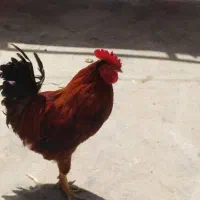 دو عدد خروس جوان