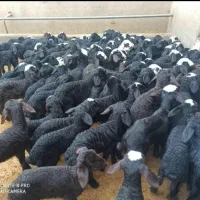 بره شیری افشار شال|حیوانات مزرعه|ایلام, |دیوار