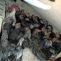 مرغ و خروس محلی|حیوانات مزرعه|شیراز, شهرک مهدی‌آباد|دیوار