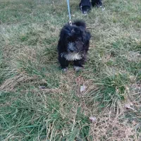 سگ پاکوتاه مشکی  ۱۳۰۰