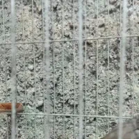 قناری خوش صدا