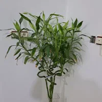 گل بامبو|گل و گیاه طبیعی|کوهدشت, |دیوار