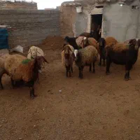 معاوضه با ماشین