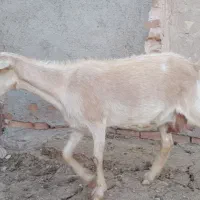 بز شیرا