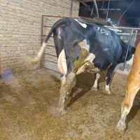 گاو سمینتال  درجه یک اورجینال  وشناسنامه دار|حیوانات مزرعه|ارومیه, |دیوار