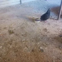 کفتر|پرنده|شوشتر, |دیوار