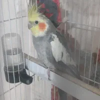 پرنده عروس هلندی نر