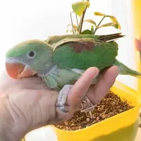 جوجه شاه طوطی ۲ماهه سالم وسرحال