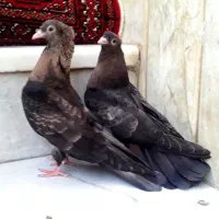 کبوتر کفتر سوسنی زاغ سرخ ابادانی چشم ونوک|پرنده|شهرضا, |دیوار