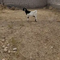 بز آبستن|حیوانات مزرعه|سبزوار, قصبه شرقی|دیوار